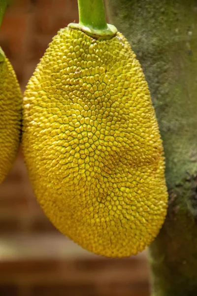 Grande Jack Giallo Frutta Appeso Alberi Giardino Frutta Tropicale Sri — Foto Stock