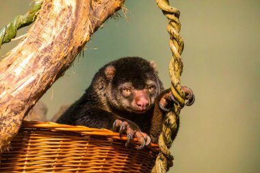 Eşsiz Hayvan, Ayı Cuscus Ailurops. Sulawesi Adası Endonezya 'sından Marsupial Maculatus hayvanat bahçesinde sepette oturmuş kameraya bakıyor.