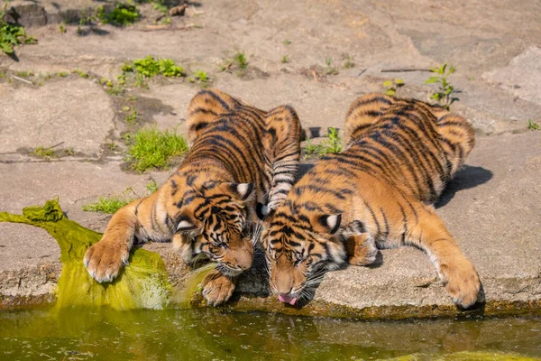 two tiger cubs playing on the bank of a stream. Big and wild nature animals in zoo concept