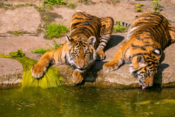 Dois Filhotes Tigre Brincar Margem Riacho Natureza Grande Selvagem Animais — Fotografia de Stock