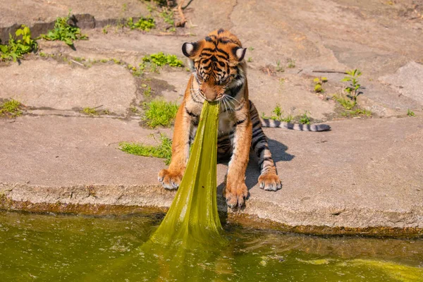 Тигровий Куб Грає Великим Ліжком Морських Водоростей Великі Дикі Тварини — стокове фото
