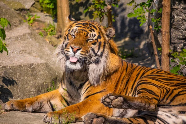 portrait cheerful tiger yawns, sneezes and opens mouth sticks out tongue. wild animals in captivity concept