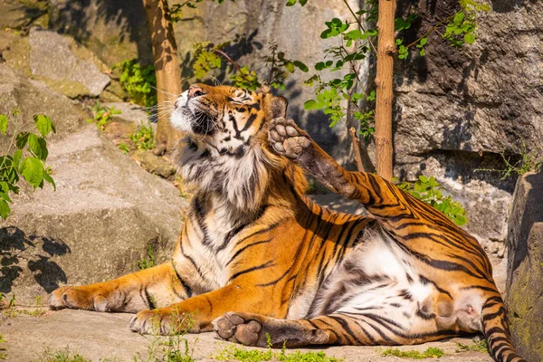 Ritratto Allegro Tigre Sbadiglia Starnutisce Apre Bocca Sporge Lingua Animali — Foto Stock
