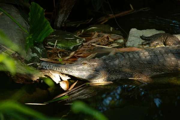 Crocodile Lies Water Looks Camera Animal Zoo Travel Concept — Stock Photo, Image