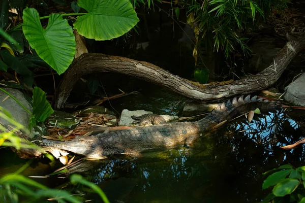 Crocodile Trouve Dans Eau Regarde Caméra Animaux Zoo Concept Voyage — Photo