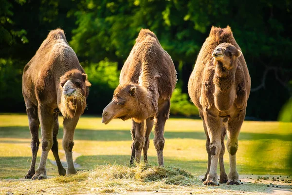 Vários Camelos Comem Grama Pôr Sol Animais Zoológico Conceito Viagem — Fotografia de Stock
