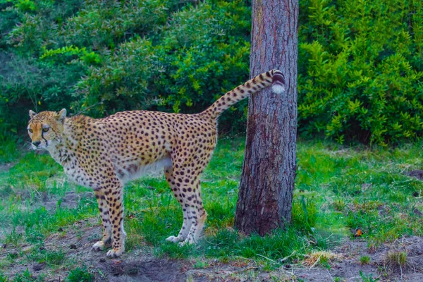 Cheetah Acerca Mucho Marcando Territorio Animales Salvajes Parque Concepto Zoológico — Foto de Stock