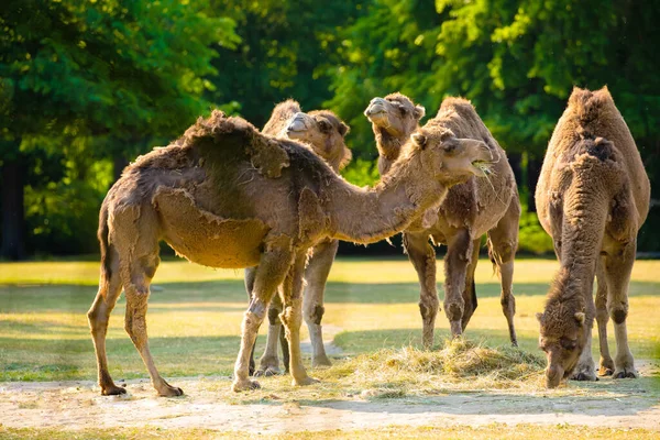 Diversi Cammelli Mangiano Erba Tramonto Animali Zoo Concetto Viaggio Confezione — Foto Stock