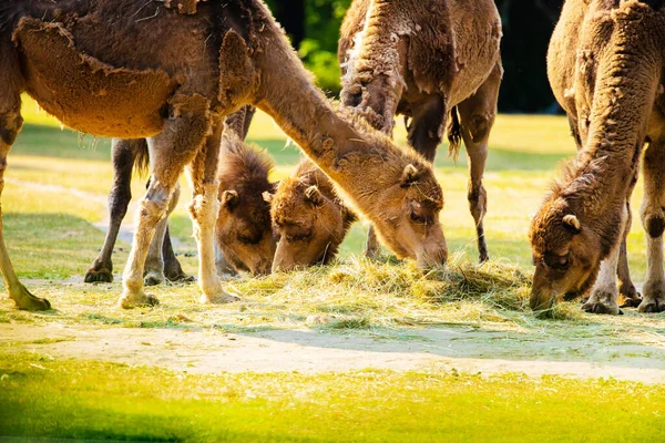 Vários Camelos Comem Grama Pôr Sol Animais Zoológico Conceito Viagem — Fotografia de Stock