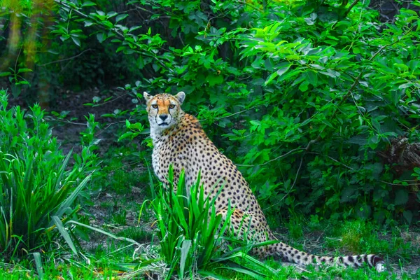 Cheetah Acerca Mucho Marcando Territorio Animales Salvajes Parque Concepto Zoológico — Foto de Stock