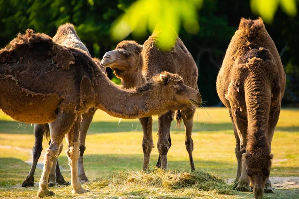 Varios Camellos Comen Hierba Atardecer Animales Zoológico Concepto Viaje Animales —  Fotos de Stock