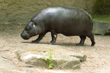 Pigme su aygırı Choeropsis liberiensis 'e yakın çekim. Hayvanat bahçesi konseptinde vahşi hayvanlar. Doğal arkaplan