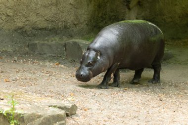 Pigme su aygırı Choeropsis liberiensis 'e yakın çekim. Hayvanat bahçesi konseptinde vahşi hayvanlar. Doğal arkaplan