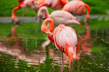 Amerikan flamingosu (Phoenicopterus ruber) Karayip flamingosu. Büyük kuş yaz tatilinin tadını çıkarıyor. Doğa yeşili arka plan. Kuşlar, egzotik ve seyahat konsepti