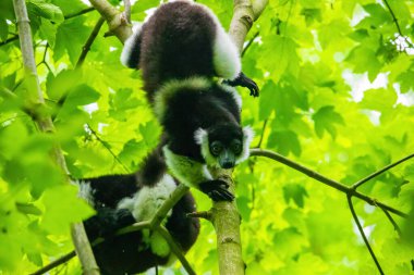 Yeşil ağaçta siyah beyaz lemurlar. Vahşi hayvanlara özgü kavram ve doğa geçmişi