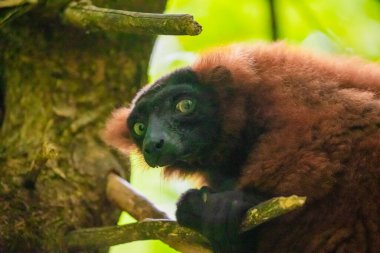 Yeşil ağaçtaki kahverengi lemur. Vahşi hayvanlara özgü kavram ve doğa geçmişi