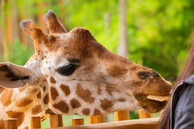 Komik bir zürafa hücreye bakıyor ve kuru otları çiğniyor. Tanınmayan bir adam zürafayı elleriyle besler. Kadın parmaklarıyla. Hayvanat bahçesindeki hayvanlar