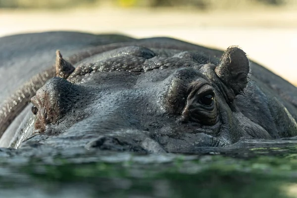 Gewone Nijlpaard Amfibie Grote Plantenetende Semi Aquatische Zoogdier Het Water — Stockfoto