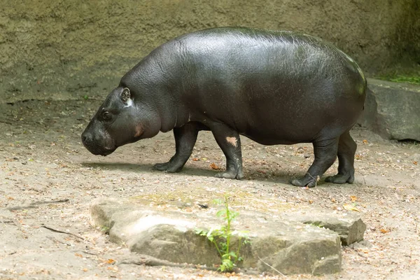 Pigmy Hippopotamus Choeropsis Liberiensis Closeup Animales Salvajes Concepto Zoológico Fondo —  Fotos de Stock