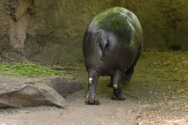 Pygmee Nijlpaard Choeropsis Liberiensis Close Wilde Dieren Dierentuin Concept Natuurlijke — Stockfoto