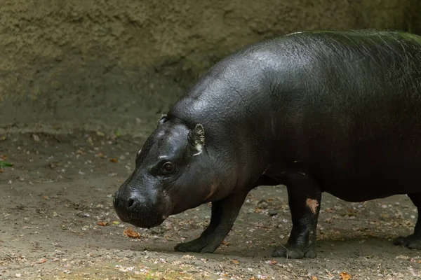 Pigmy Hipopotamus Choeropsis Liberiensis Zbliżenie Dzikie Zwierzęta Koncepcji Zoo Naturalne — Zdjęcie stockowe