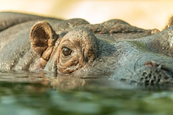 Hippopotame Commun Amphibie Grand Mammifère Herbivore Semi Aquatique Dans Eau — Photo