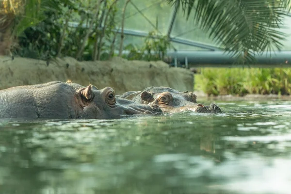 Gewone Nijlpaard Amfibie Grote Plantenetende Semi Aquatische Zoogdier Het Water — Stockfoto