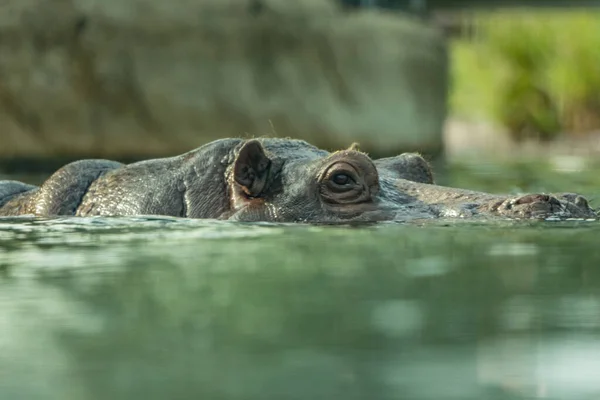 Hippopotame Commun Amphibie Grand Mammifère Herbivore Semi Aquatique Dans Eau — Photo