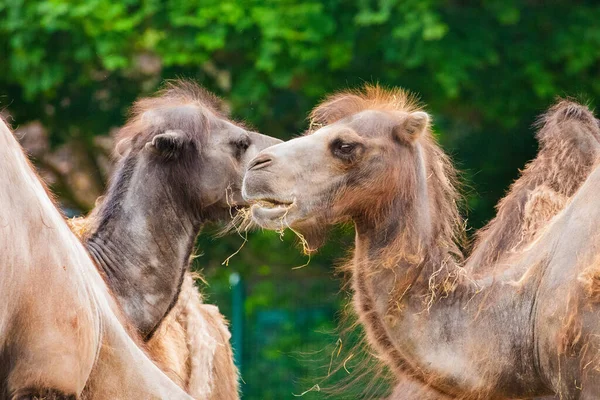 Una Pequeña Manada Camellos Comiendo Heno Mirando Cerca Cámara Fondo —  Fotos de Stock