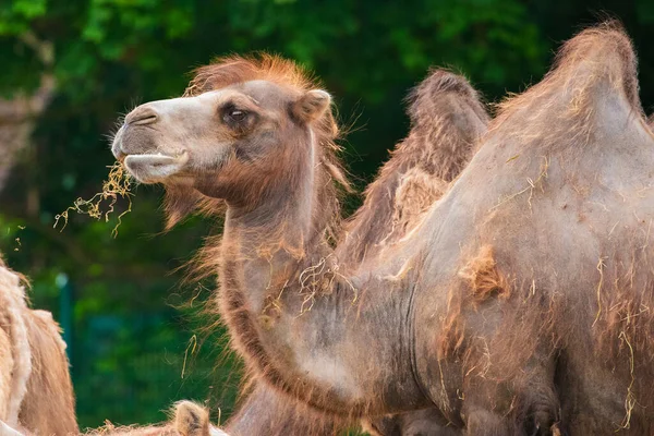 Uma Pequena Manada Camelos Comendo Feno Muito Perto Olhando Para — Fotografia de Stock