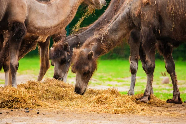 Uma Pequena Manada Camelos Comendo Feno Muito Perto Olhando Para — Fotografia de Stock
