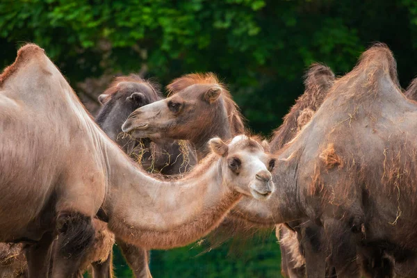 Небольшое Стадо Верблюдов Поедающих Сено Близко Глядя Камеру Природный Фон — стоковое фото