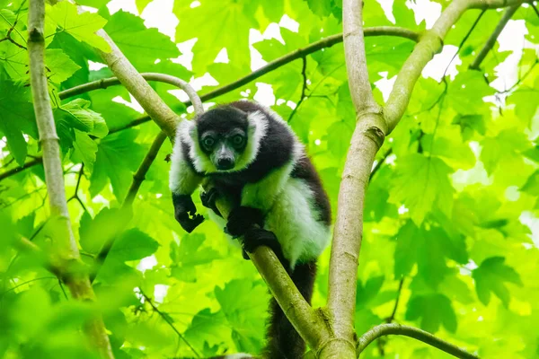 Black White Lemur Green Tree Wild Endemic Animals Concept Nature — Stock Photo, Image