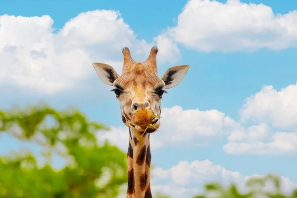 Один Смешной Жираф Смотрит Камеру Жует Сухую Траву Природный Фон — стоковое фото