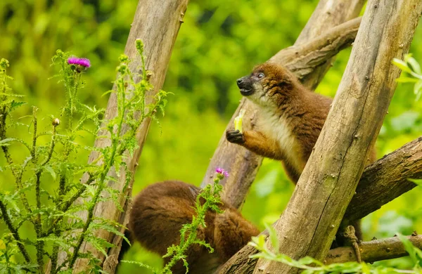 Berlin Hayvanat Bahçesinde Endemik Kırmızı Lemurlar Nadir Rastlanır Doğal Arkaplan — Stok fotoğraf