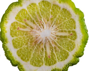 Beyaz arkaplanda izole edilmiş yeşil, sulu, yeşil bir kaffir limonu.