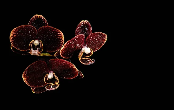 Trois Orchidées Marron Avec Des Bords Jaunes Des Gouttes Eau — Photo