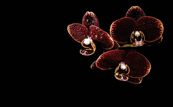 Trois Orchidées Marron Avec Des Bords Jaunes Des Gouttes Eau — Photo