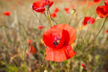 Kırmızı haşhaş tarlası. Parlak doğal çiçek arkaplanı. Parlak yaz romantik ve tarım kavramı
