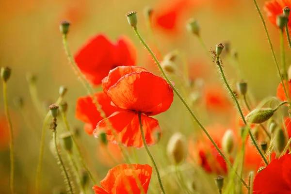 Pole Panoramy Czerwonych Maków Jasne Naturalne Tło Kwiatowe Jasne Lato — Zdjęcie stockowe