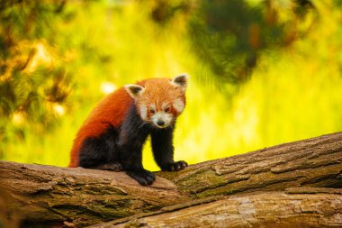 Kırmızı panda yürüyen ağacı yakın plan. Canlı doğal bir geçmişi var. Nesli tükenmekte olan nadir hayvanların korunması, hayvanat bahçeleri ve seyahat ulusal park konsepti. Berlin Hayvanat Bahçesi