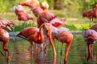 Suyun içinde yeşil otlarla yürüyen güzel Amerikan flamingoları. Canlı doğal bir geçmişi var. seyahat ve kuşlar hayvanat bahçesi konsepti