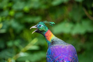 Himalaya monali (Lophophorus impejanus), Impeyan monal. Vahşi yaşam yakındır. Gökkuşağı parlak kuş arka planı. Nepal sembolü.