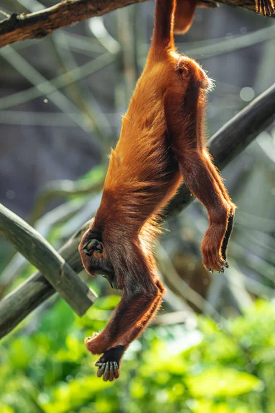 Mantolu Kahverengi Uluyan Maymun Alouatta Palliata Gürültülü Primat Latin Amerika — Stok fotoğraf