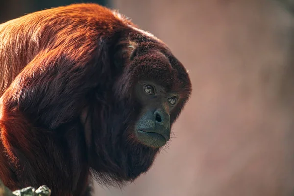Mantled Brown Howler Monkey Alouatta Palliata Noisy Primate Latijns Amerika — Stockfoto