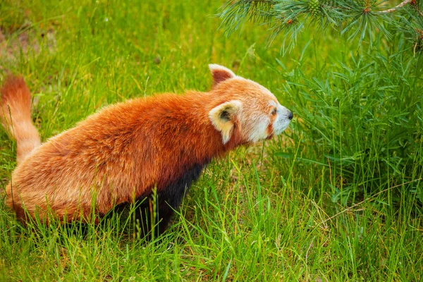 红熊猫走在树上特写 生动的自然背景 保护稀有濒危动物和城市动物园以及旅游国家公园的概念 柏林动物园 — 图库照片