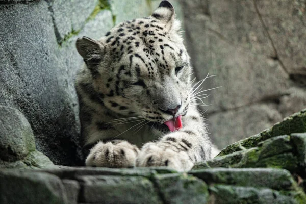 Leopardo Blanco Grande Nieve Miente Con Los Ojos Amarillos Que — Foto de Stock