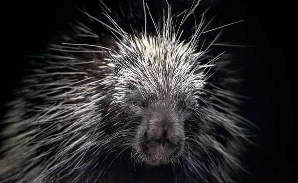 Cape South African porcupine Hystrix africaeaustralis in zoo Berlin. Natural background and safe wild animals concept