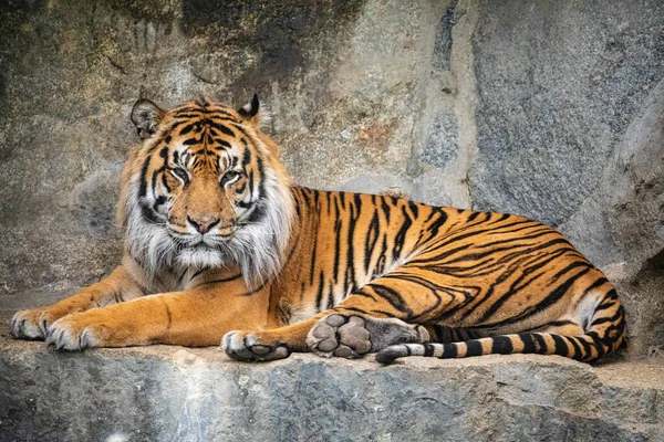 Portrait Royal Bengal Tiger. National Animal Bangladesh. Natural background. wild predator safe in zoo concept