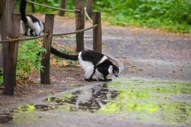 Siyah beyaz yakalı Lemur şirin bir hayvan. Canlı bir doğa geçmişi var. Berlin Hayvanat Bahçesi 'nde nadir görülen bir koruma ve bakım konsepti